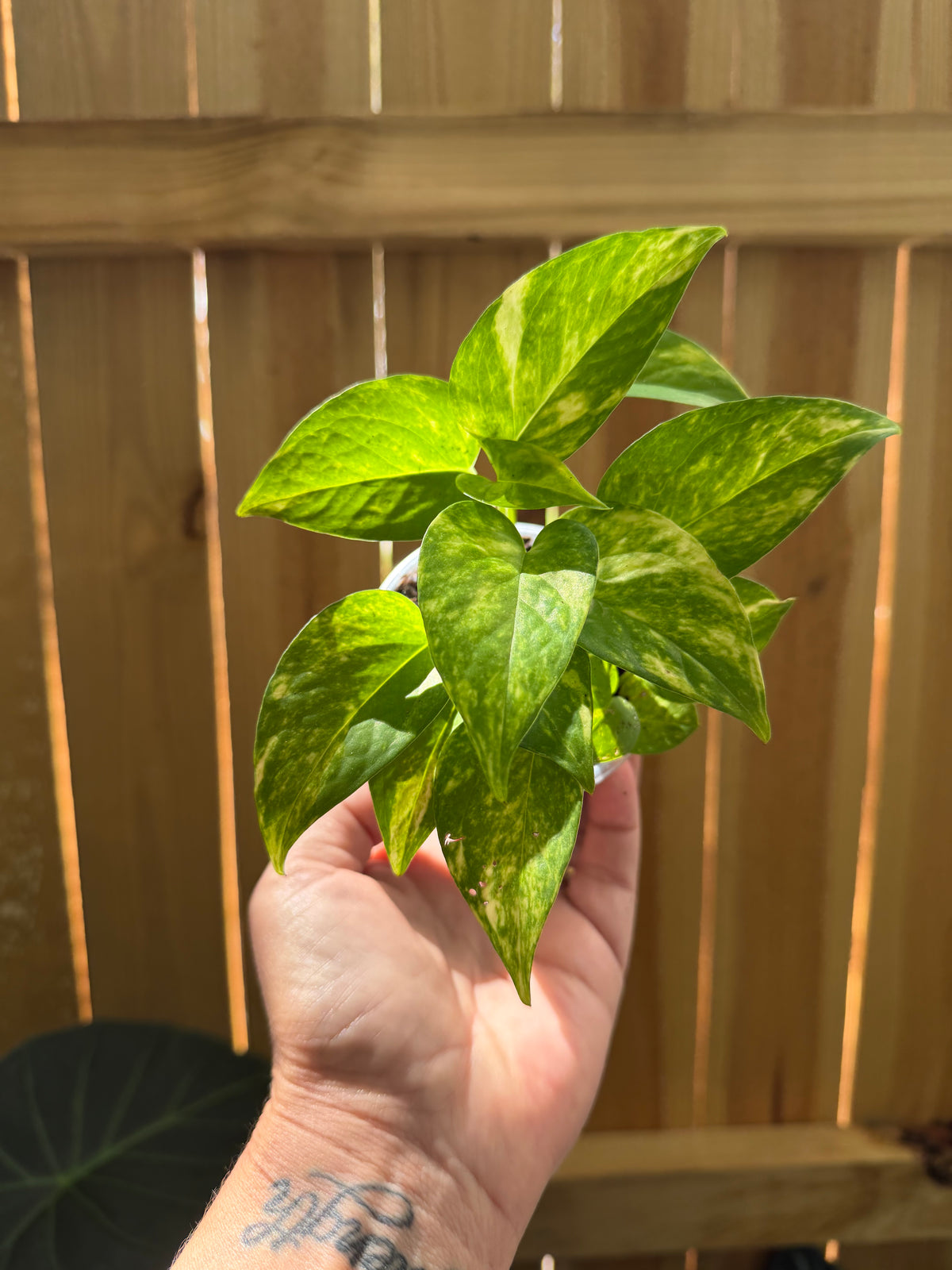 Epipremnum aureum ‘Hawaiian’ | 3" Pot