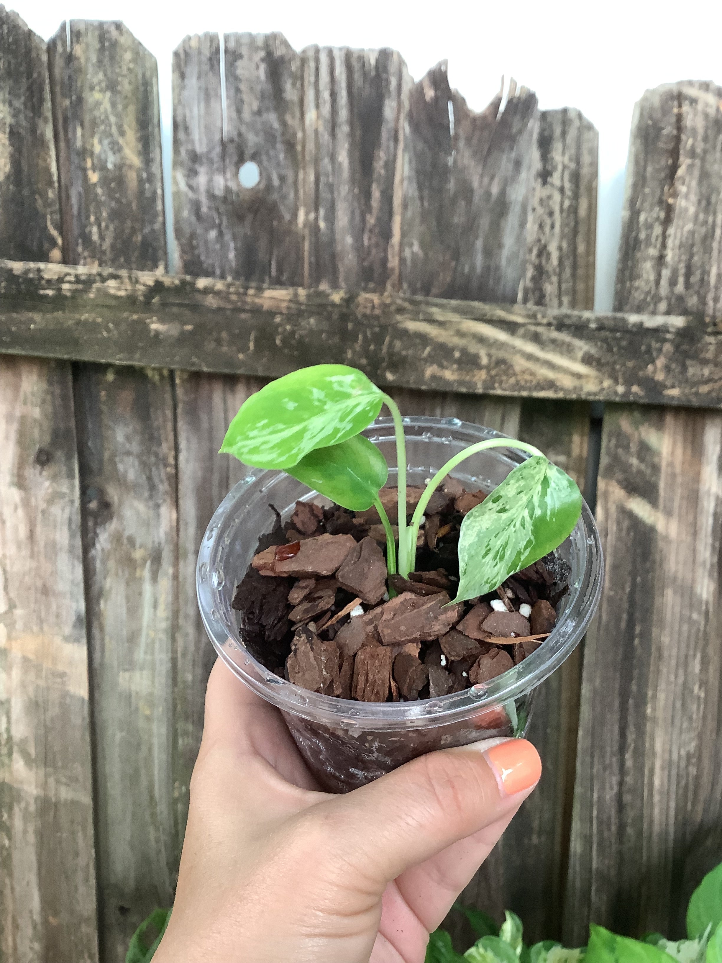 Monstera ‘Bulbasaur’ – 4” Pot