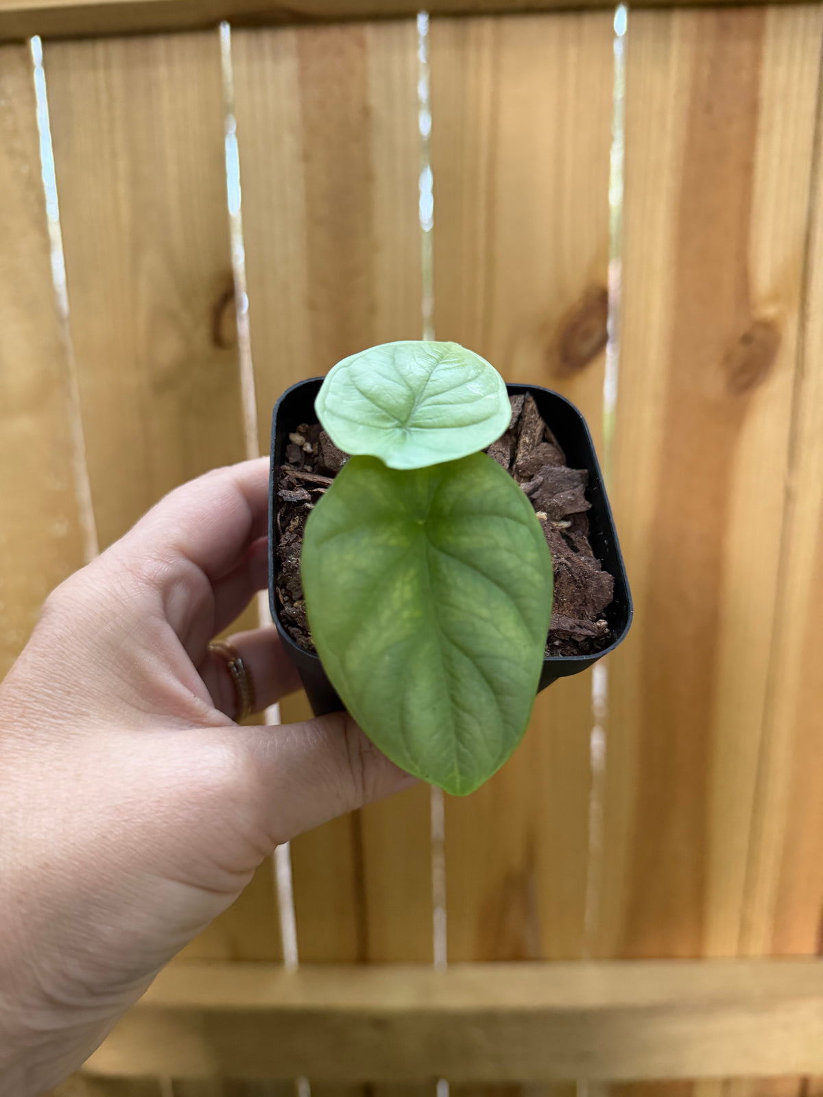 Alocasia ‘Silver Dragon’ | 3" Pot