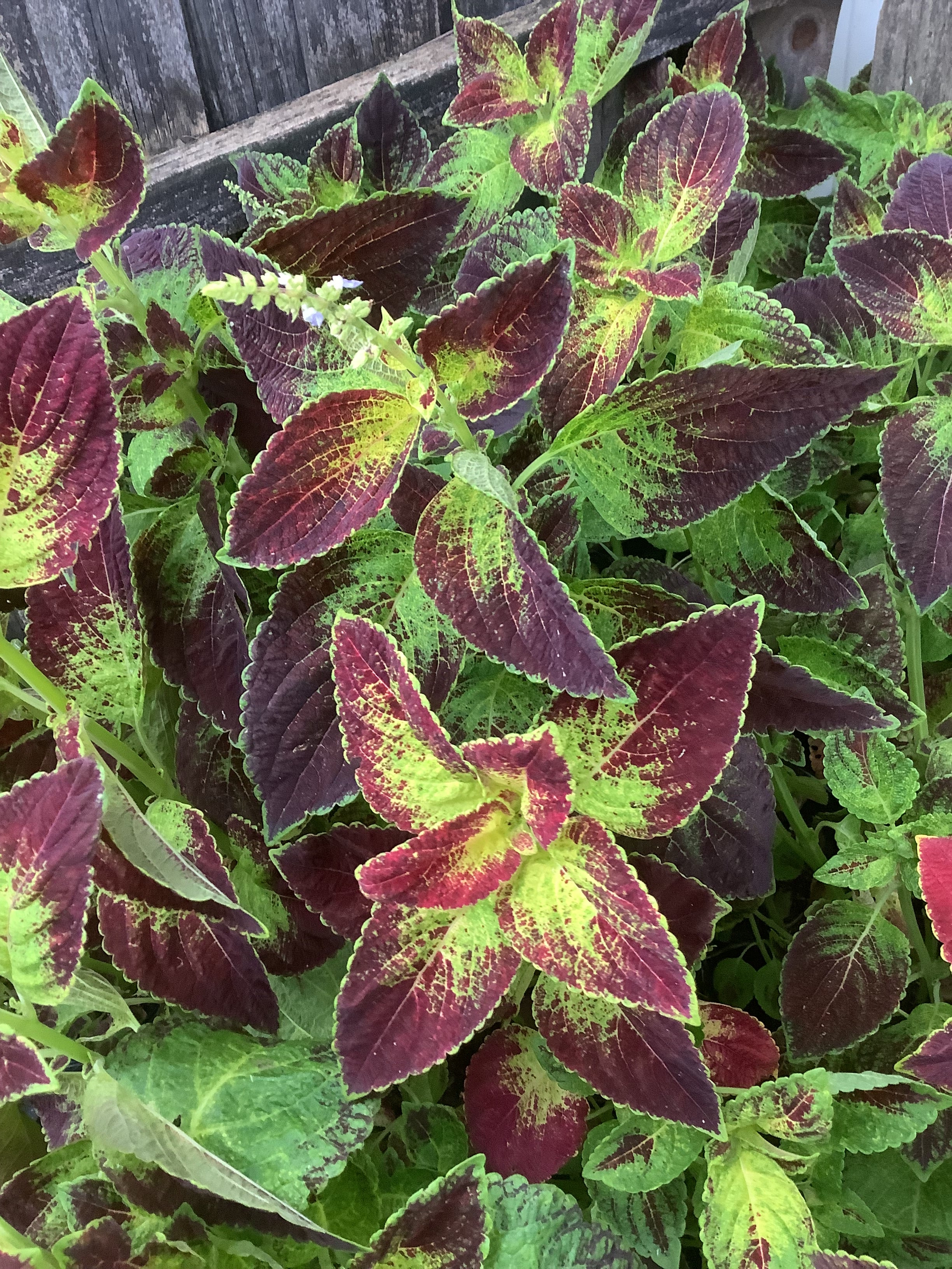 Coleus 'Lord Voldemort' | 1 Gallon