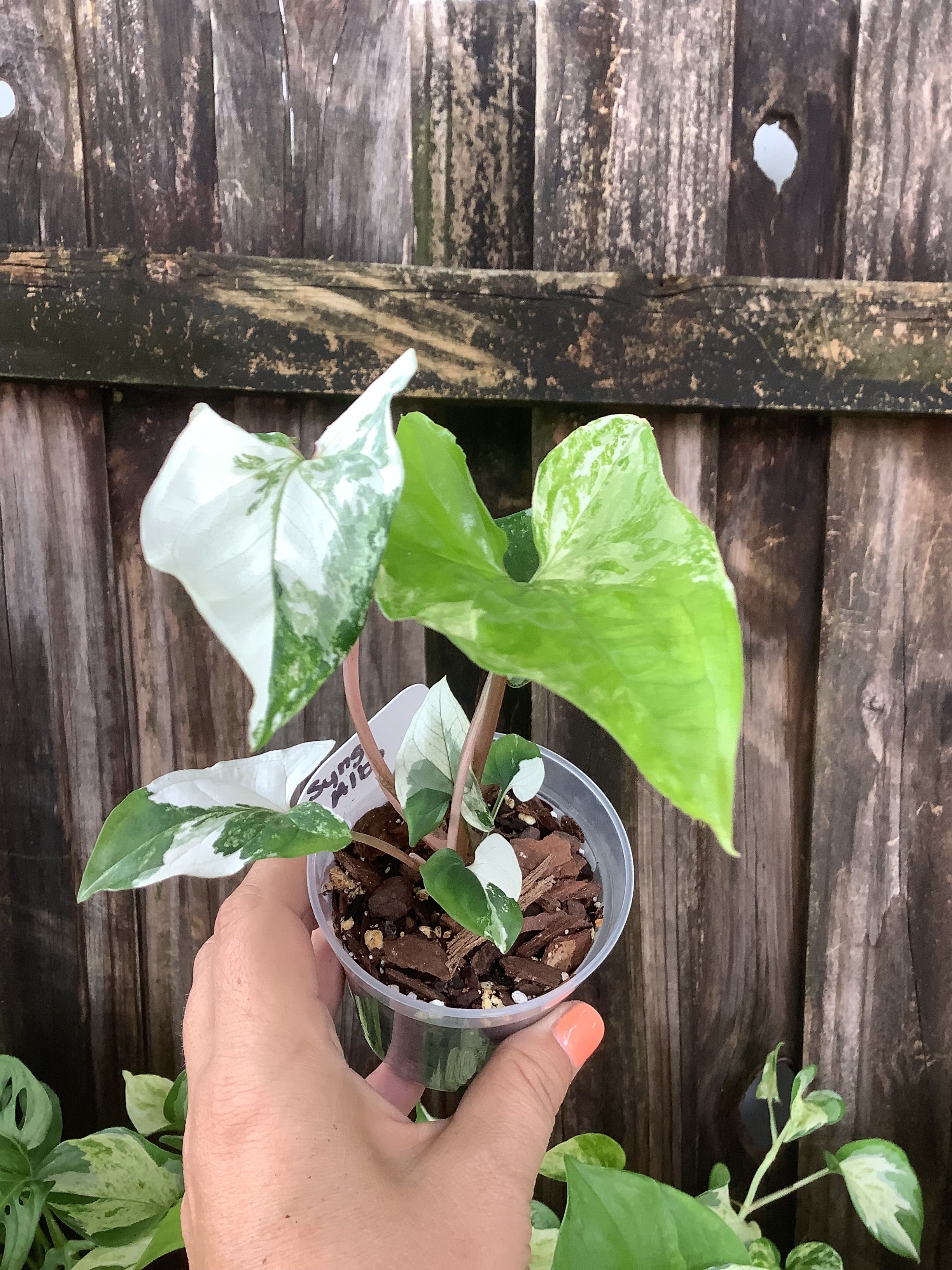 Syngonium 'Albo Variegata' | 3" Pot