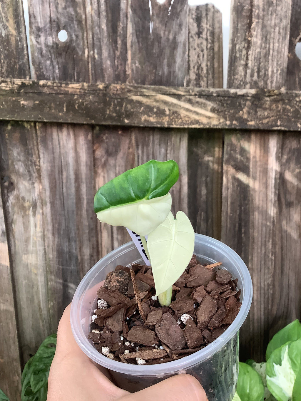 Alocasia macrorrhiza 'Variegata' | 4" Pot
