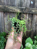 String of Turtles | 3" Pot