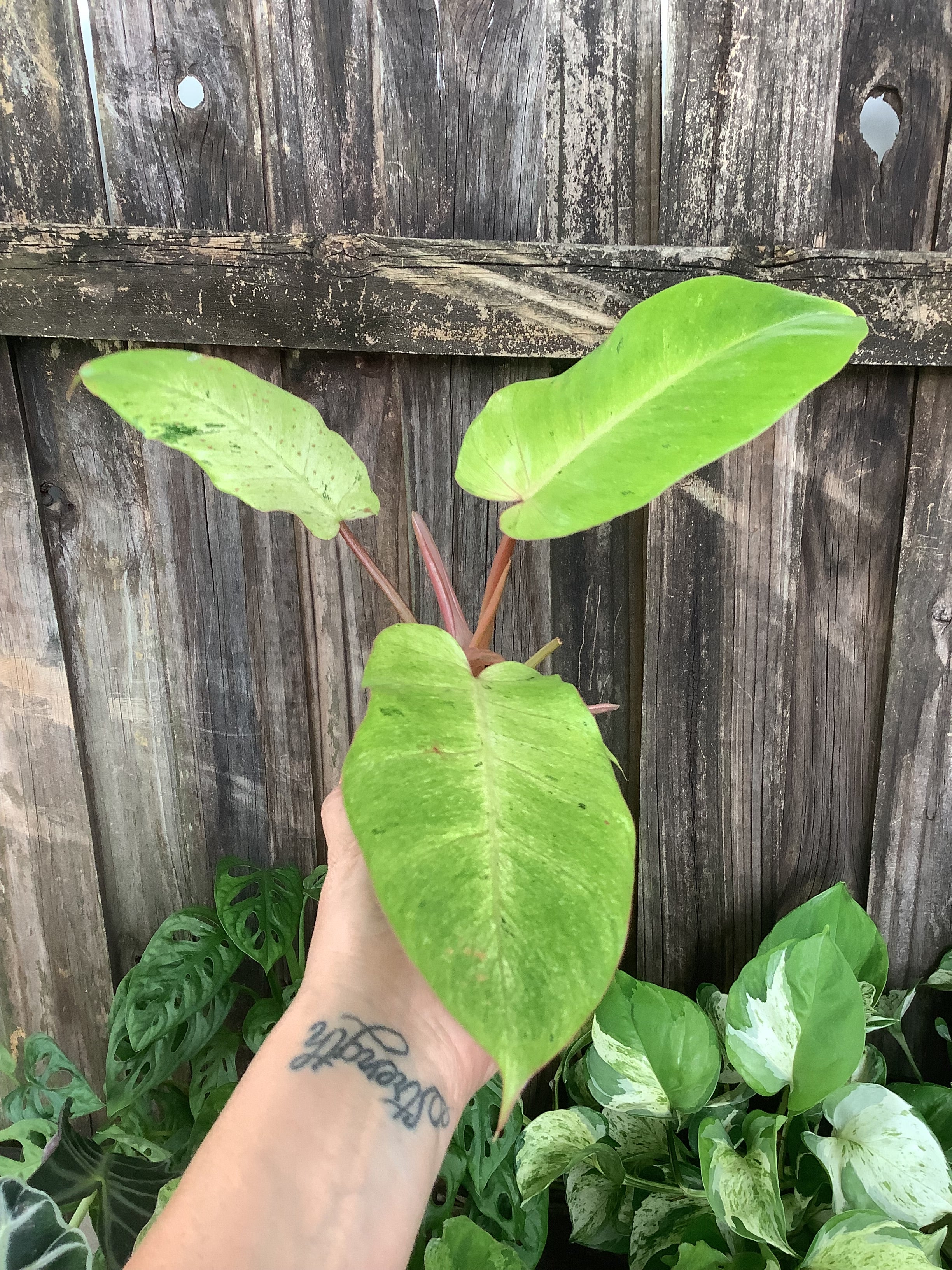 Philodendron 'Snowdrift' | 3" Pot