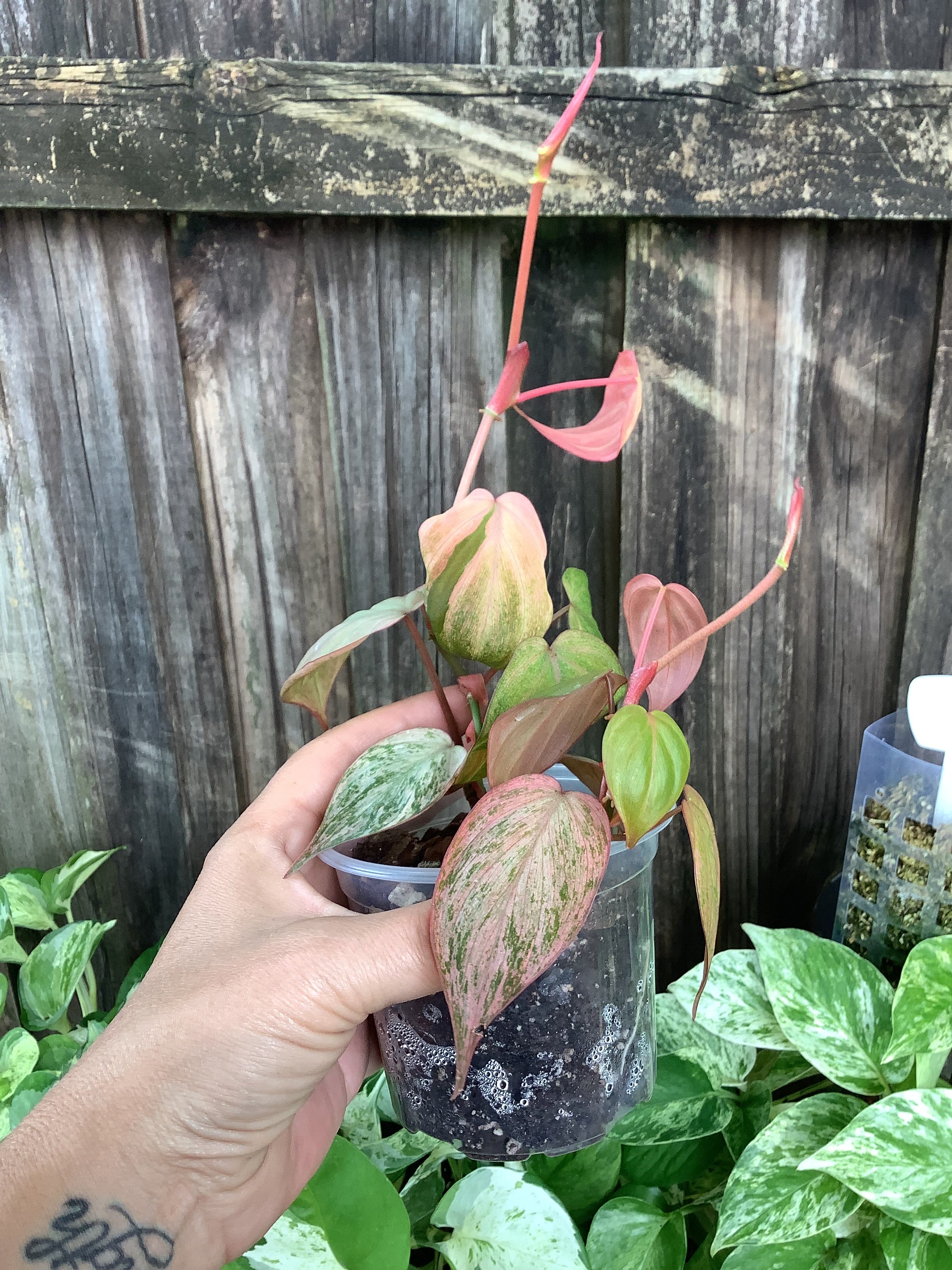 Philodendron 'Pink Micans' | 4" Pot