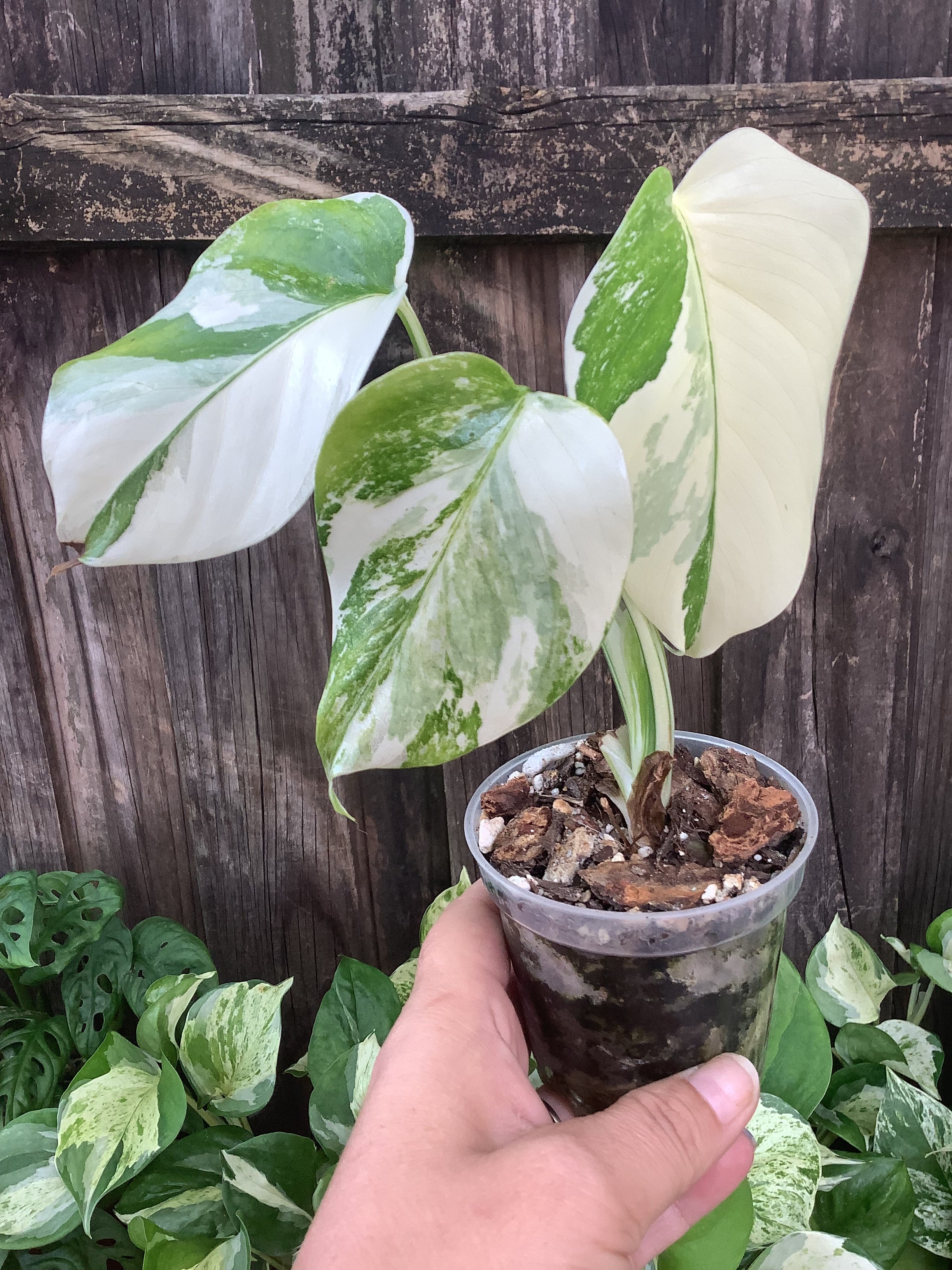 Monstera 'Albo Borsigiana' | 3" Pot