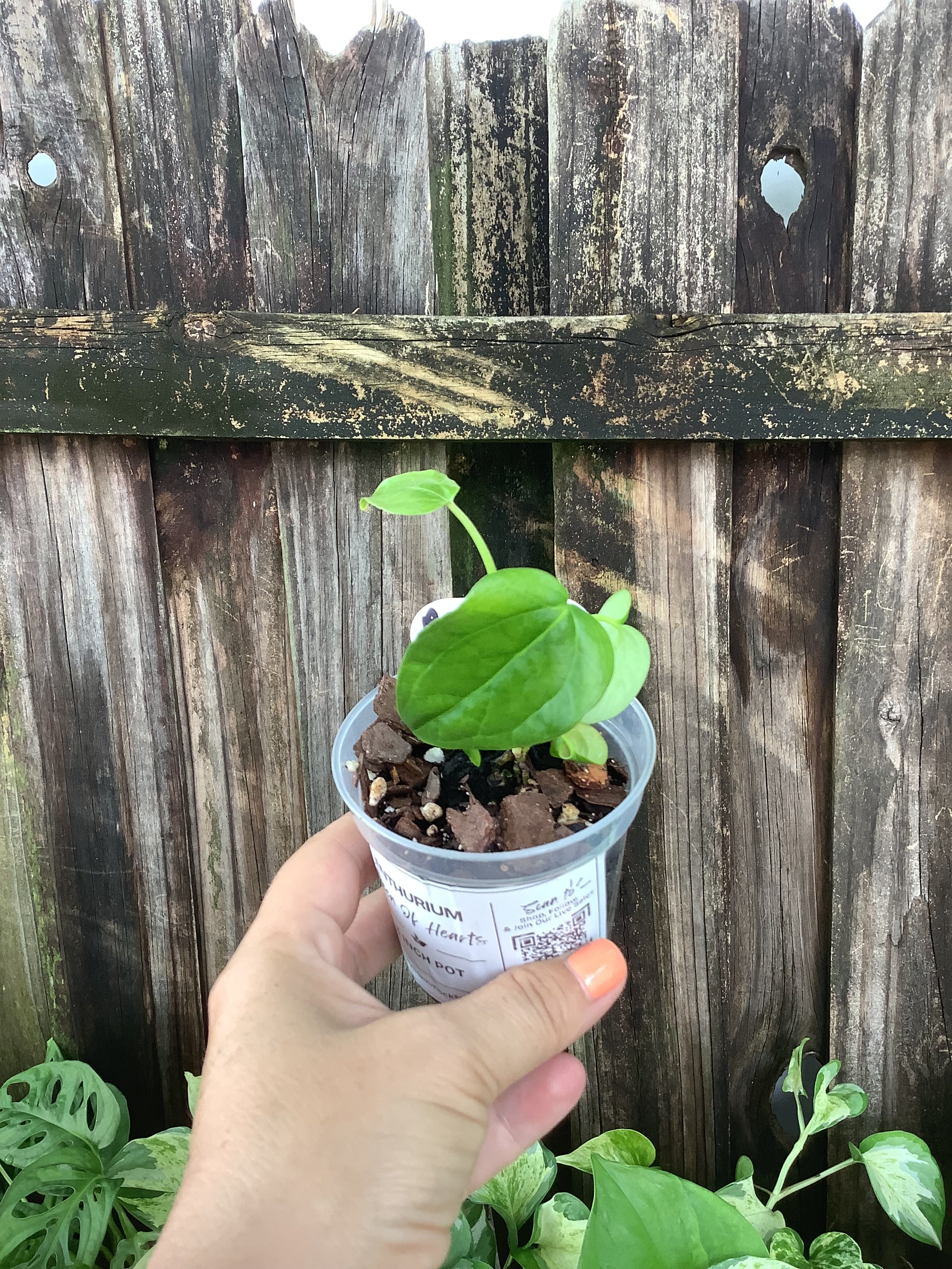 Anthurium 'Queen of Hearts' | 3" Pot
