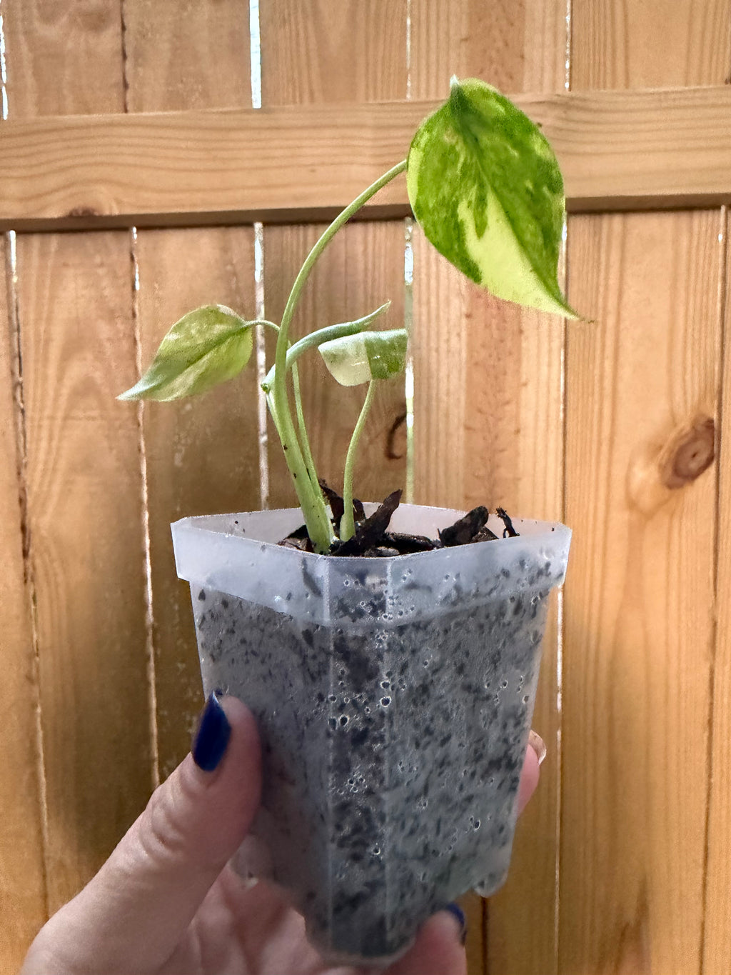 Monstera 'Yellow Marilyn' | 3" Pot