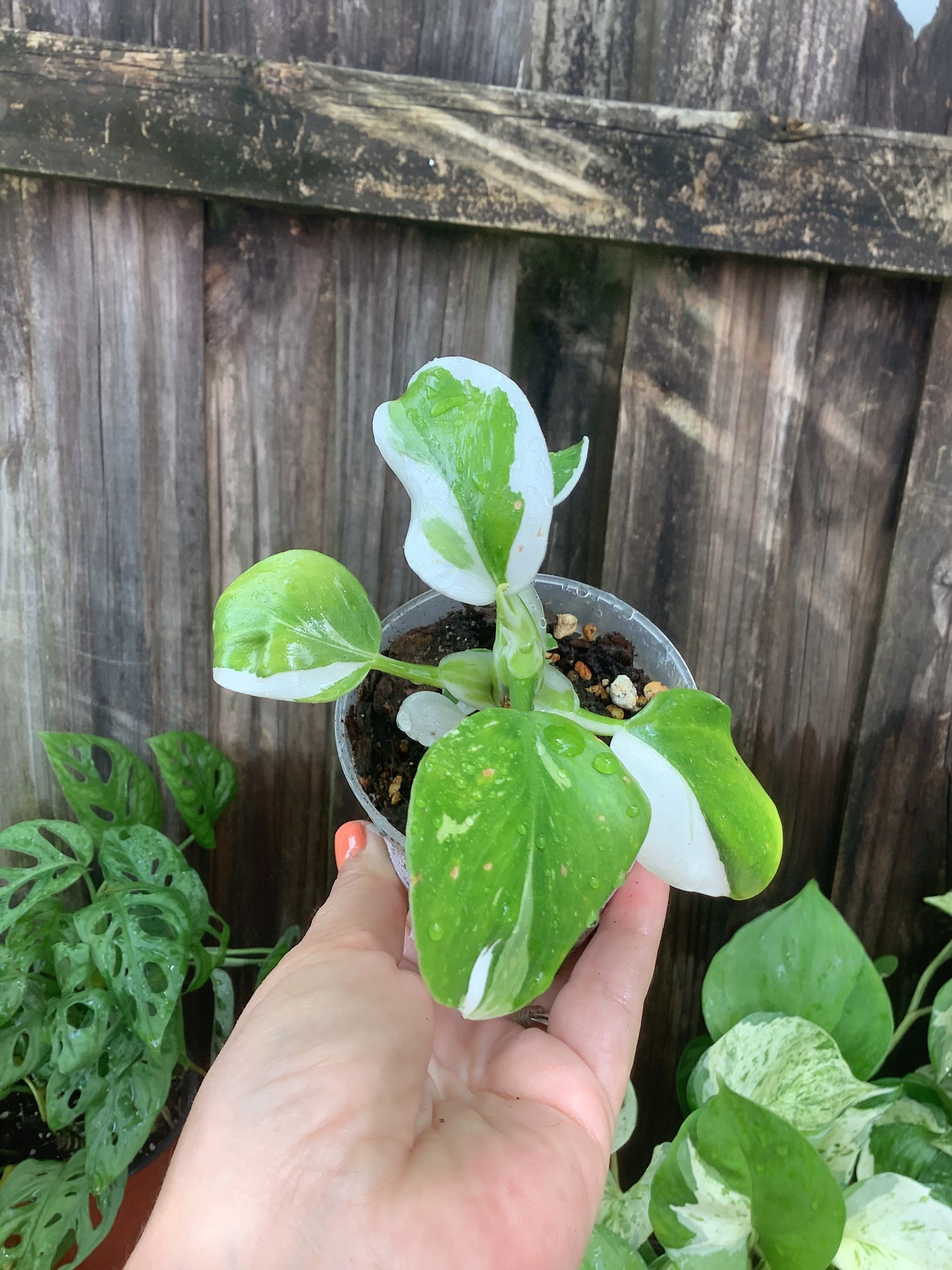 Philodendron 'White Knight' | 3" Pot