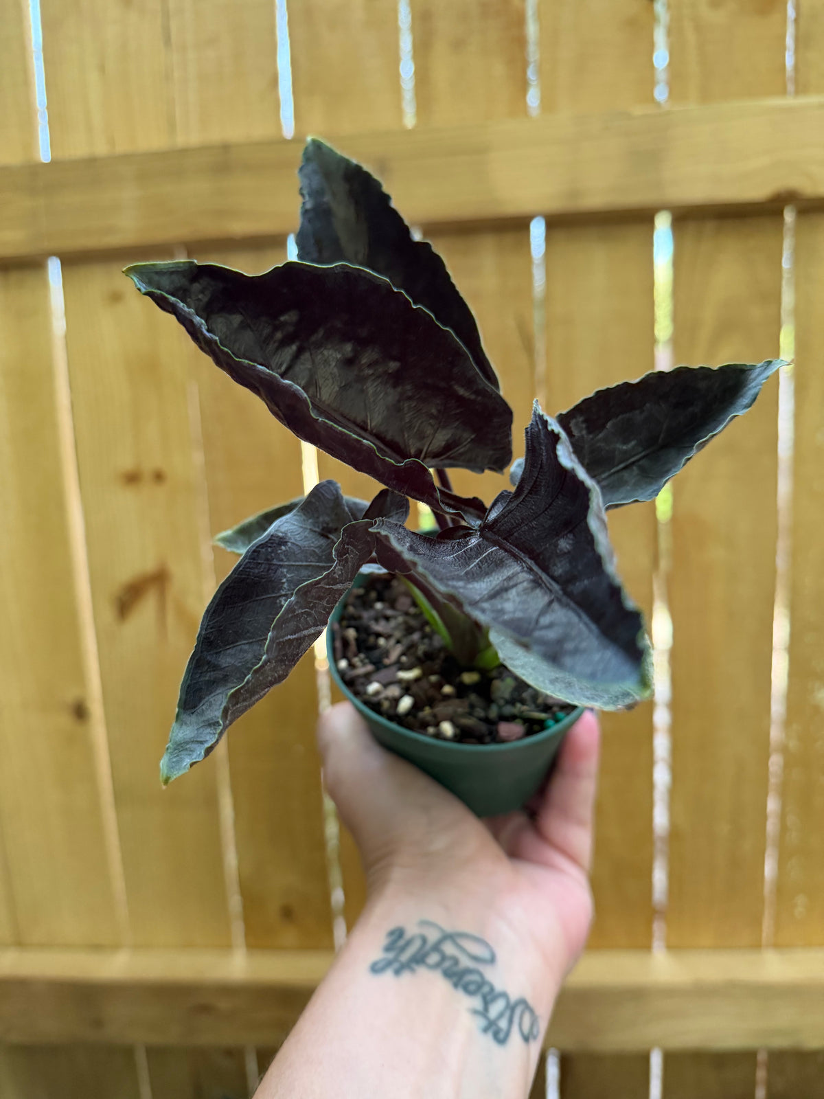 Alocasia 'Antoro Velvet' | 4" Pot