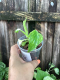 Philodendron ‘Jose Buono’ | 3” Pot