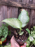 Aglaonema 'Silver Bay' | 3" Pot
