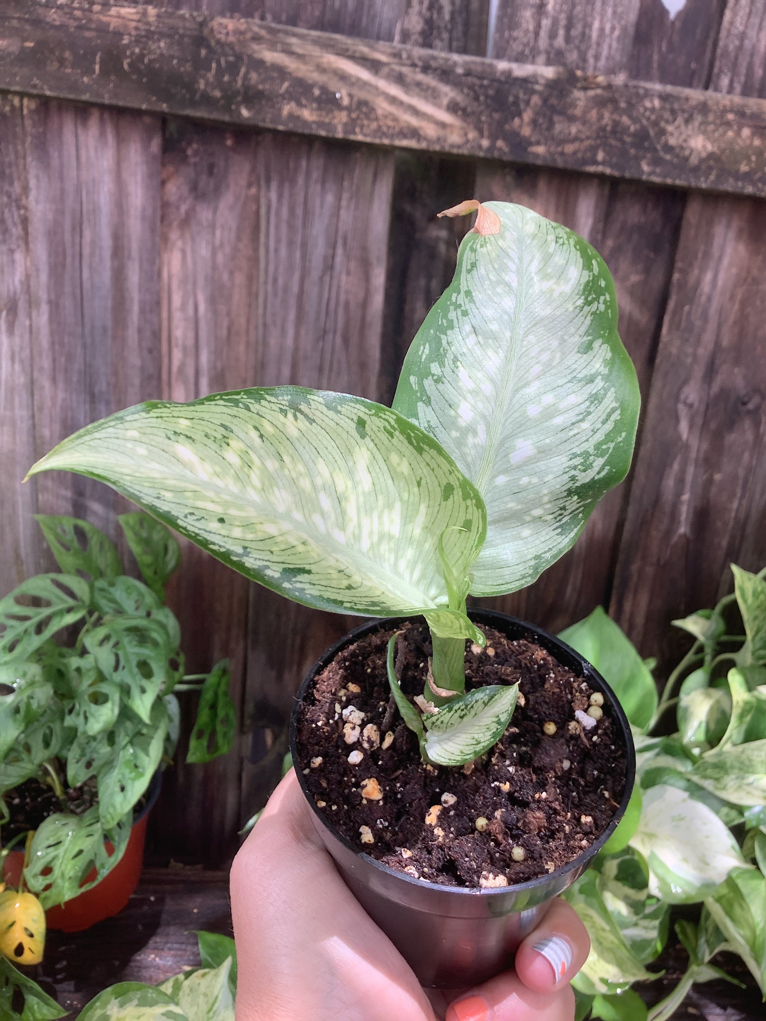 Aglaonema 'Silver Bay' | 3" Pot