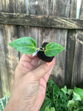 Anthurium 'Variegated Hookeri Yellow' – Rooted Plug