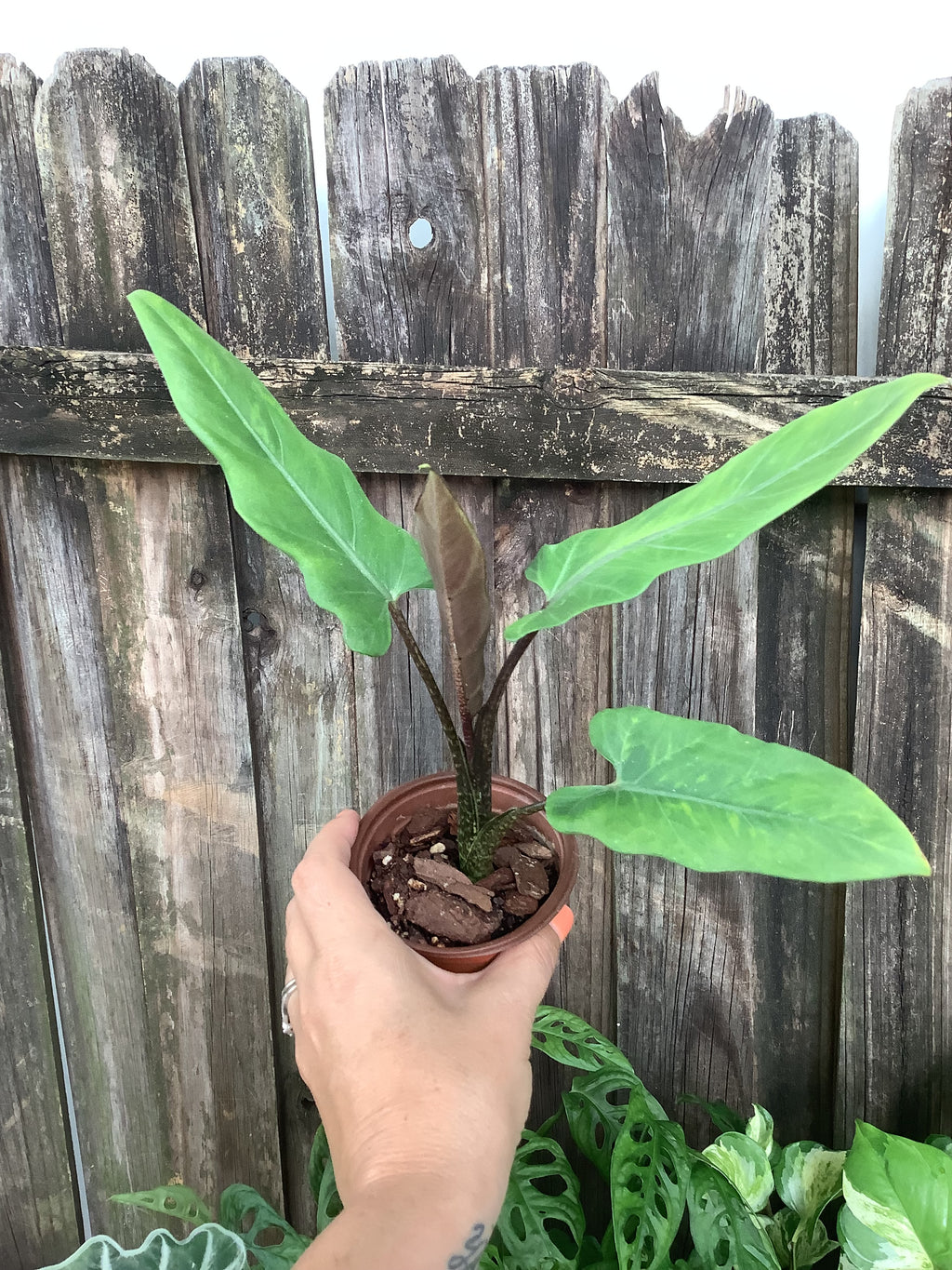 Alocasia 'Lauterbachiana' | 3" Pot