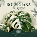 Monstera Borsigiana Albo Variegata | Tissue Culture