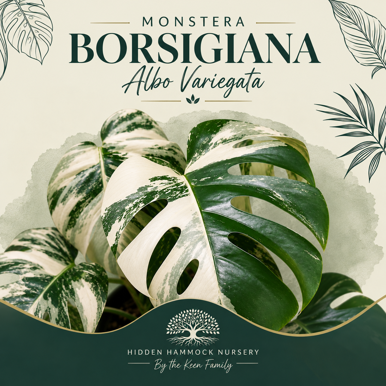 Monstera Borsigiana Albo Variegata | Tissue Culture