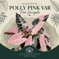 Alocasia 'Polly Pink Variegated' | Tissue Culture