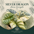 Alocasia 'Silver Dragon Aurea Variegated' | Tissue Culture