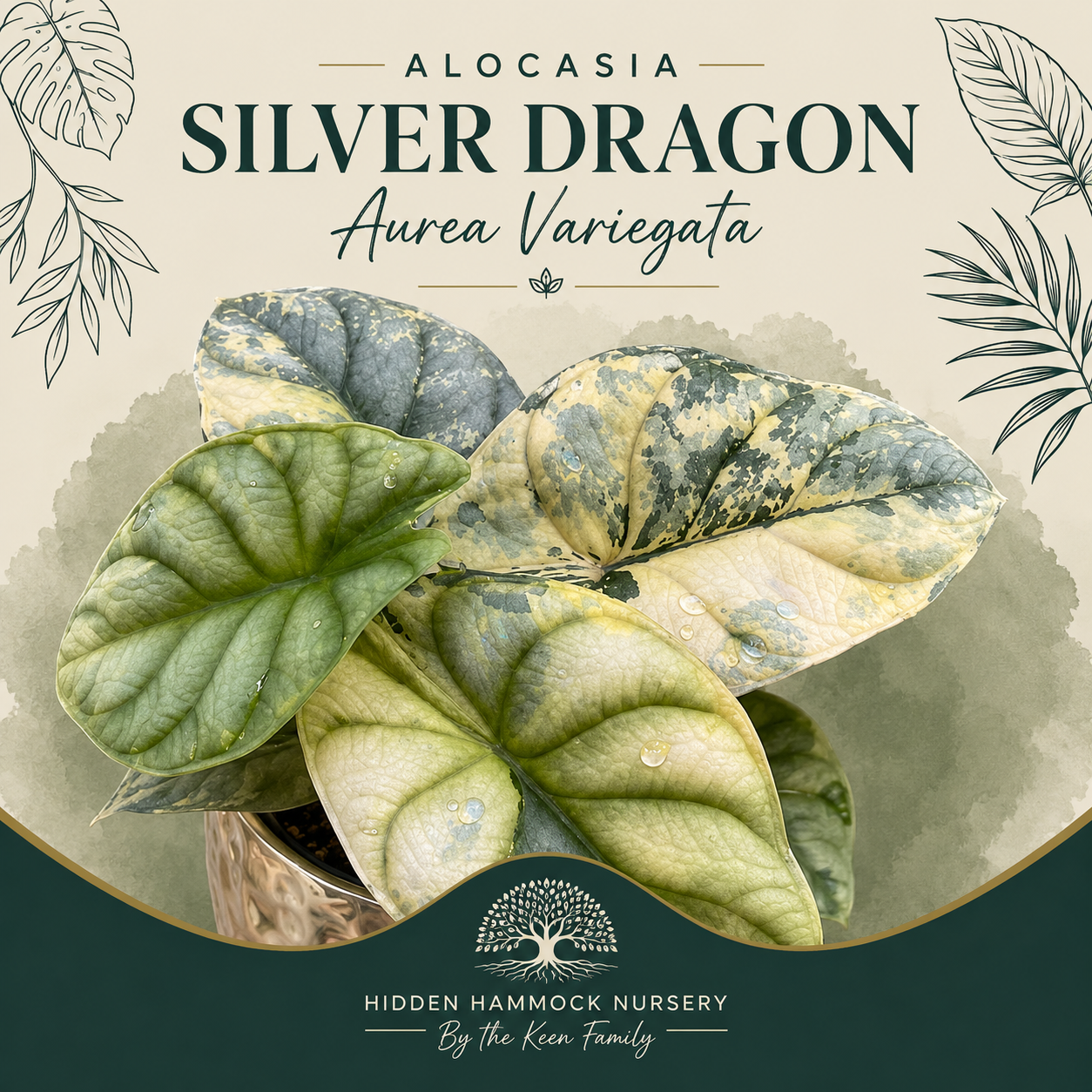 Alocasia 'Silver Dragon Aurea Variegated' | Tissue Culture