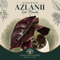 Alocasia 'Azlanii Red Mambo' | Tissue Culture