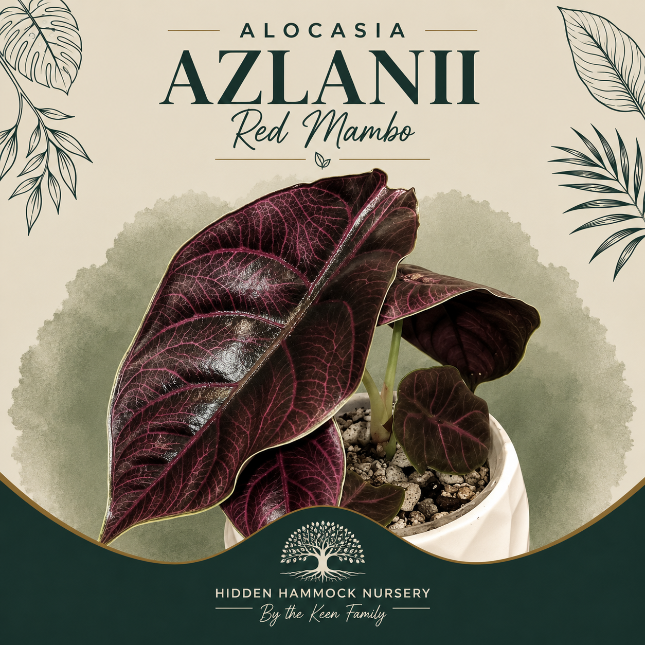 Alocasia 'Azlanii Red Mambo' | Tissue Culture