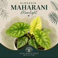Alocasia 'Maharani Moonlight' | Tissue Culture