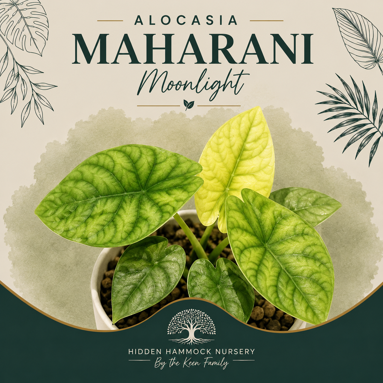 Alocasia 'Maharani Moonlight' | Tissue Culture