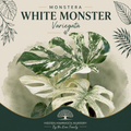 Monstera 'White Monster' | Tissue Culture