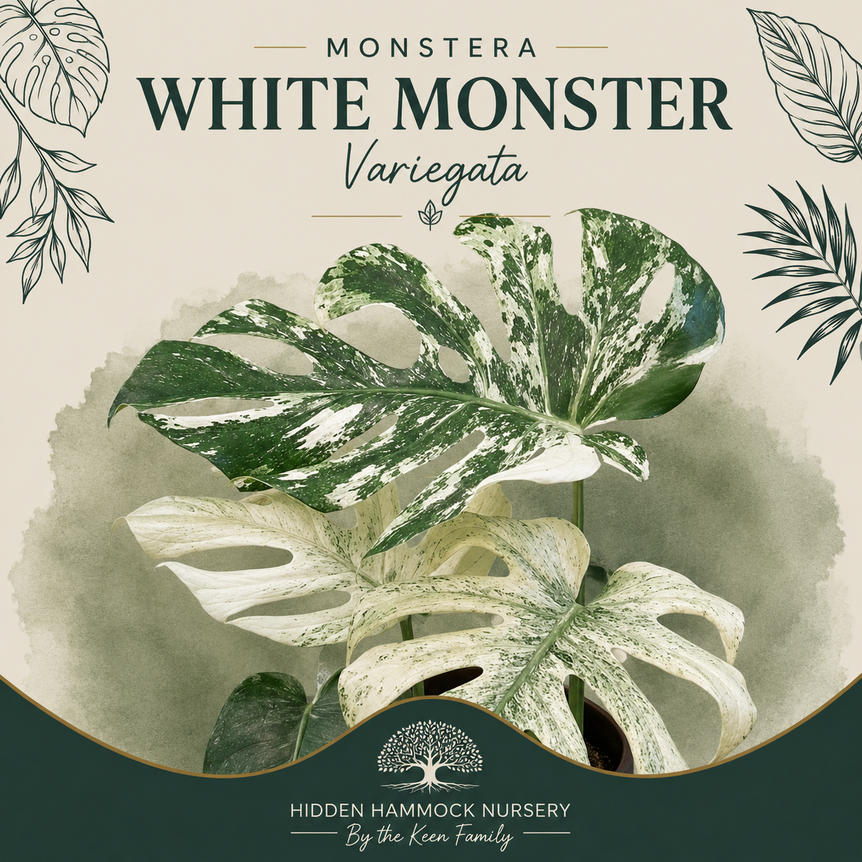 Monstera 'White Monster' | Tissue Culture