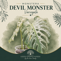 Monstera 'Devil Monster'| Tissue Culture