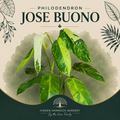 Philodendron 'Jose Buono' | Tissue Culture