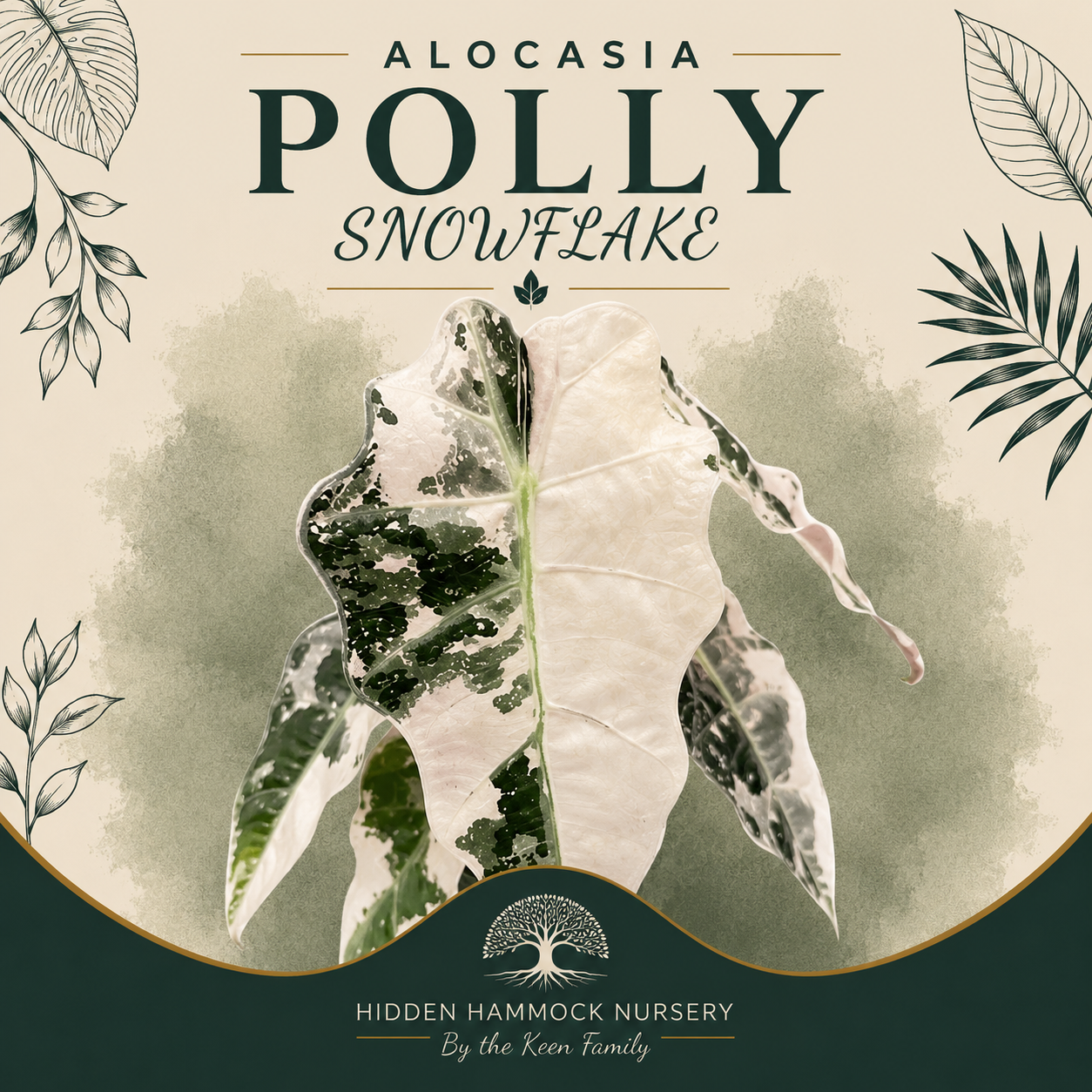Alocasia 'Polly Snowflake' | Tissue Culture