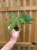 Anthurium ‘Fingers’ | 4" Pot