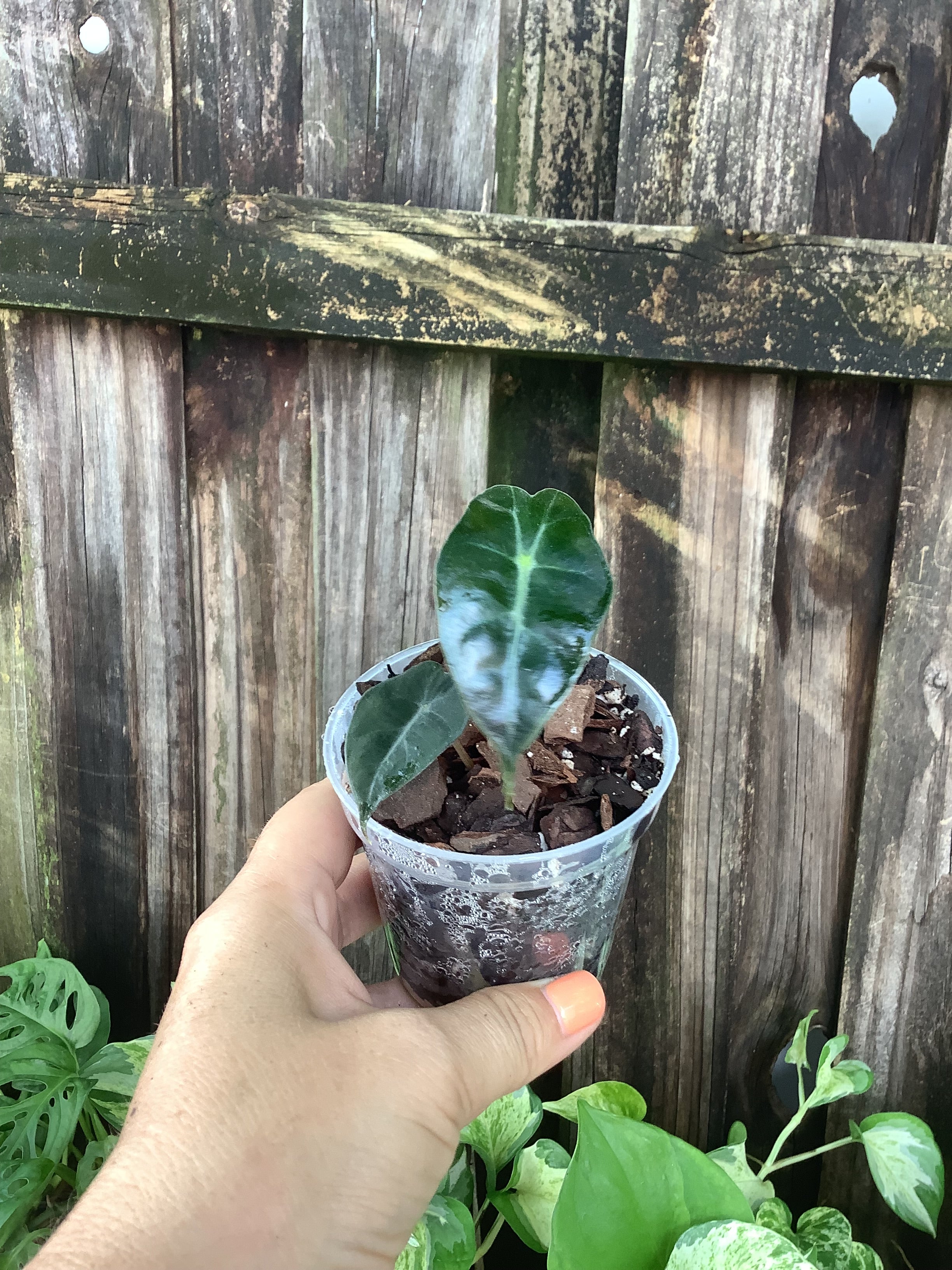 Alocasia ‘Polly’ | 3” Pot