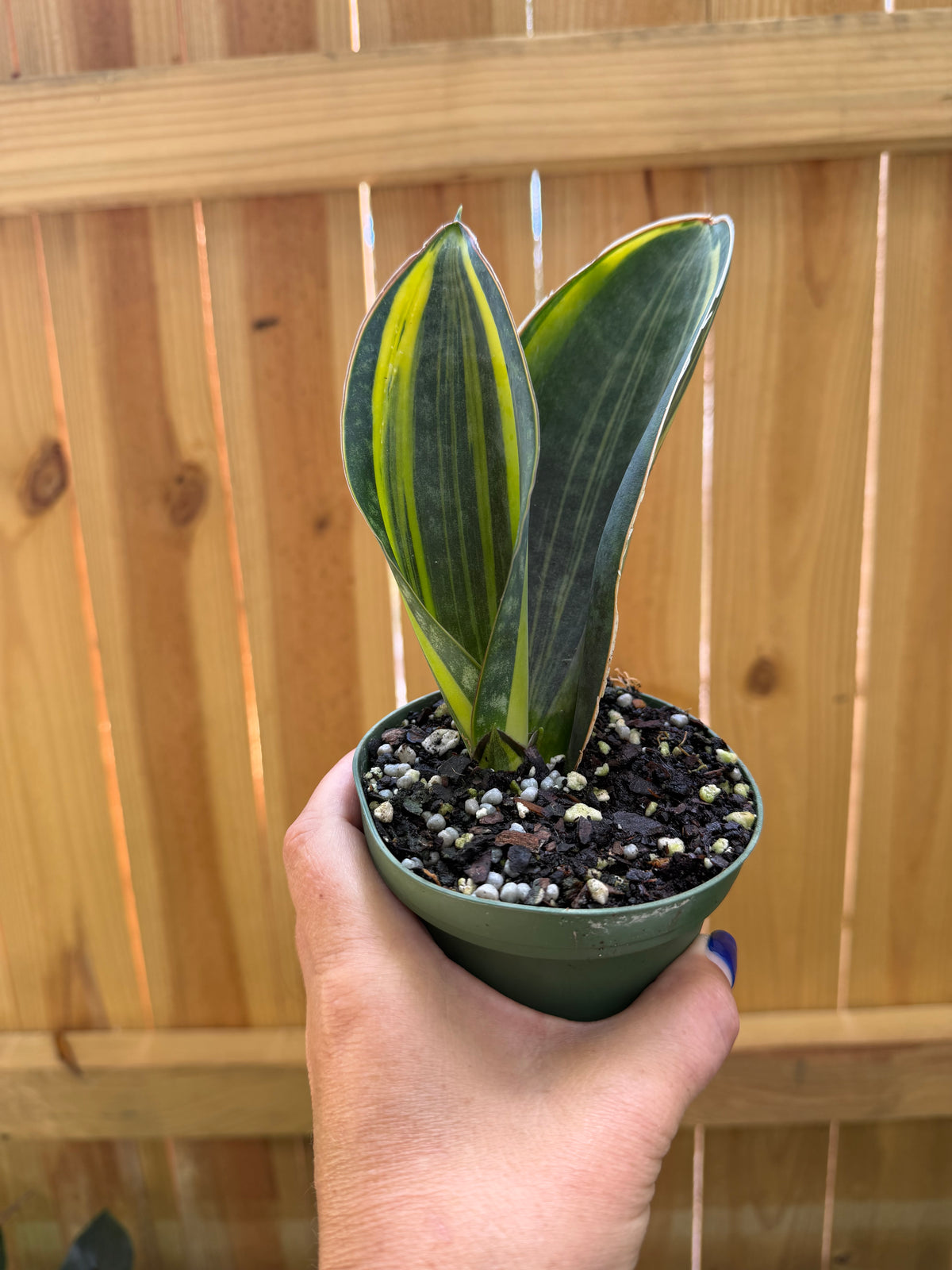 Variegated Whale Fin Snake Plant | 4" Pot