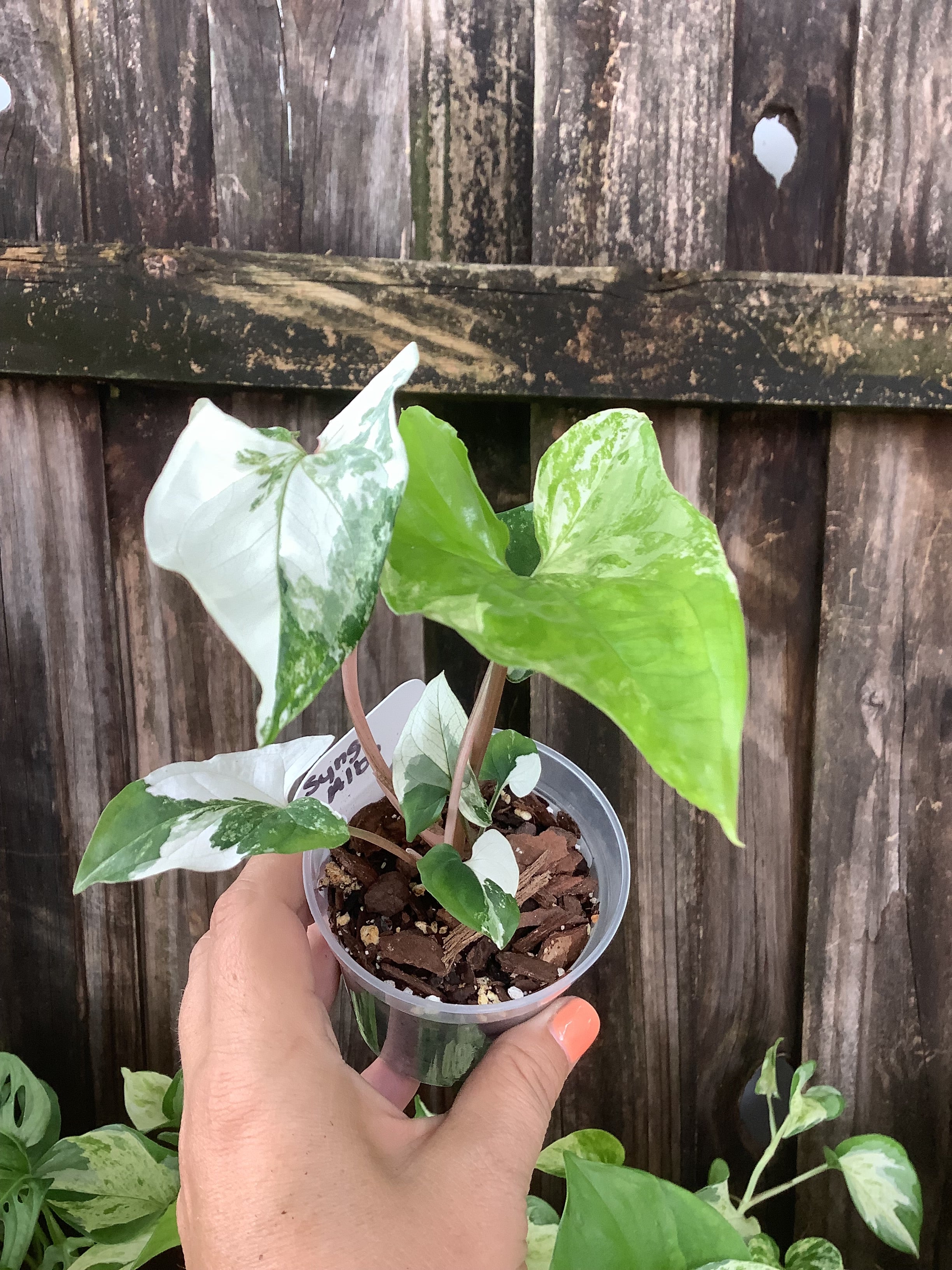 Syngonium 'Albo Variegata' | 3" Pot