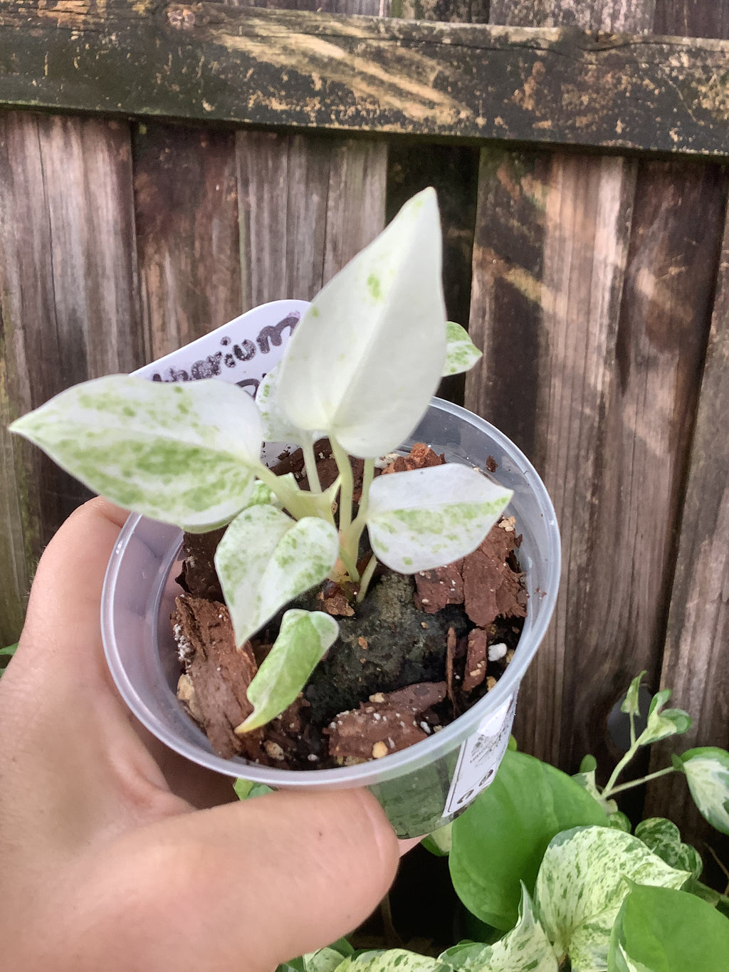 Anthurium ‘Hookeri Pink’ | 3” Pot