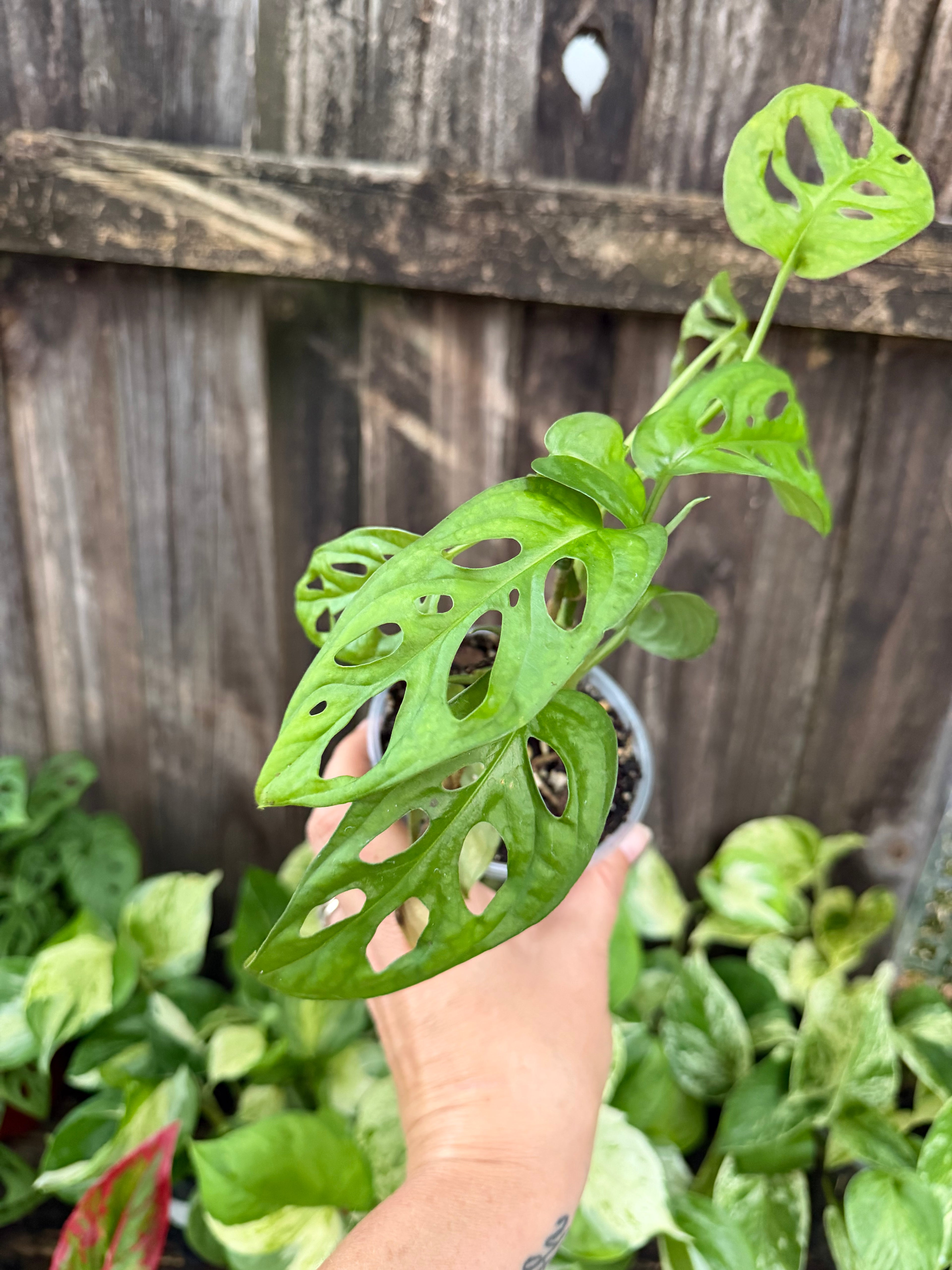 Monstera adansonii | 4" Pot