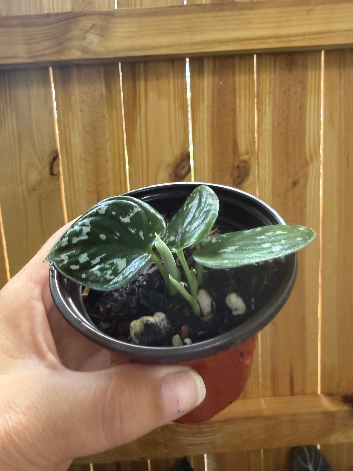 Scindapsus pictus ‘Argyraeus’ (Satin Pothos) | 3" Pot