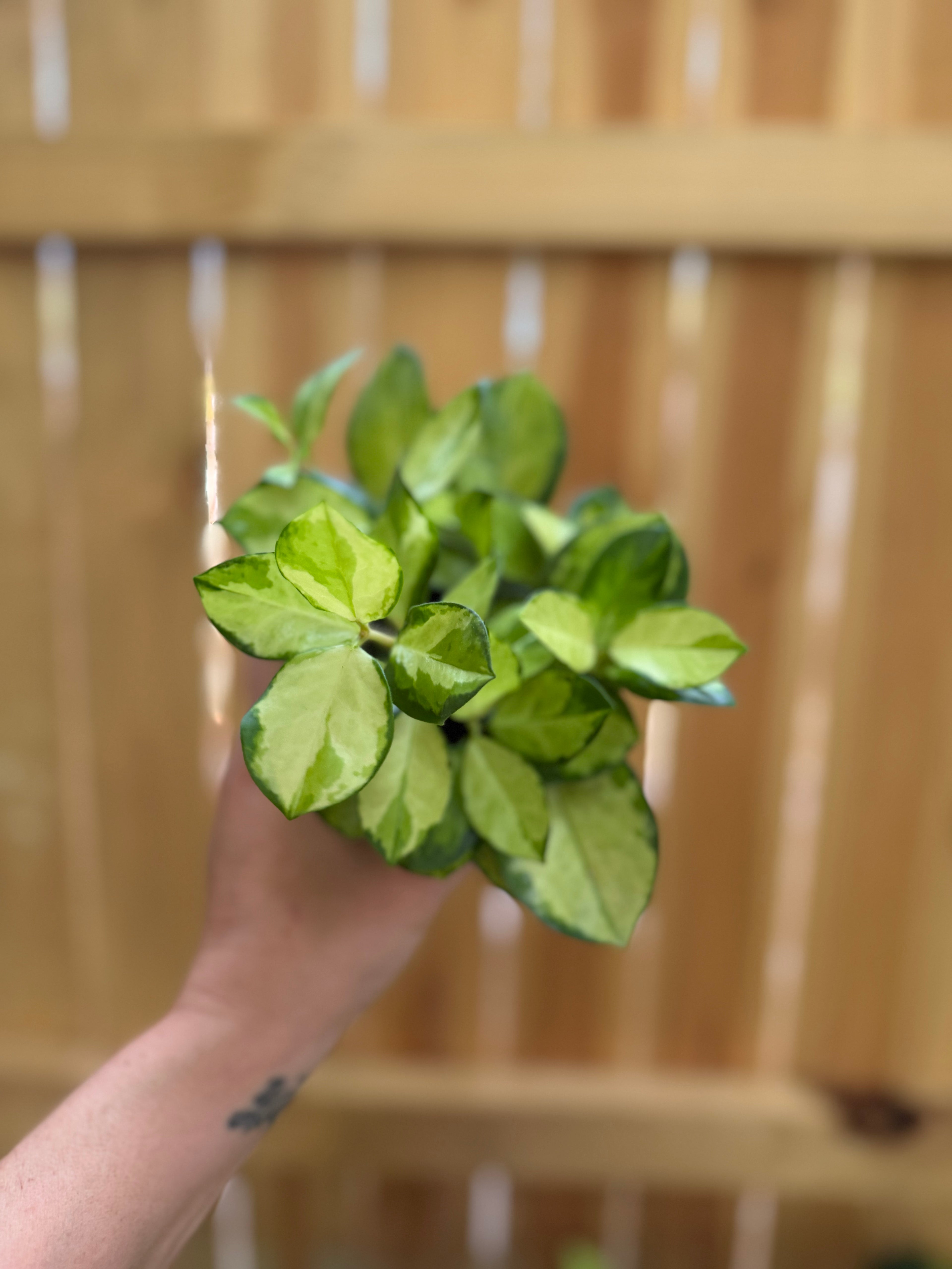 Hoya australis 'Lisa' | 4" Pot