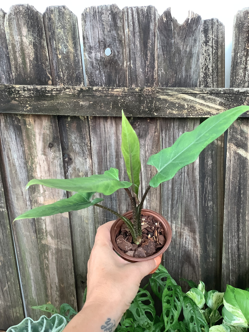 Alocasia 'Lauterbachiana' | 3" Pot