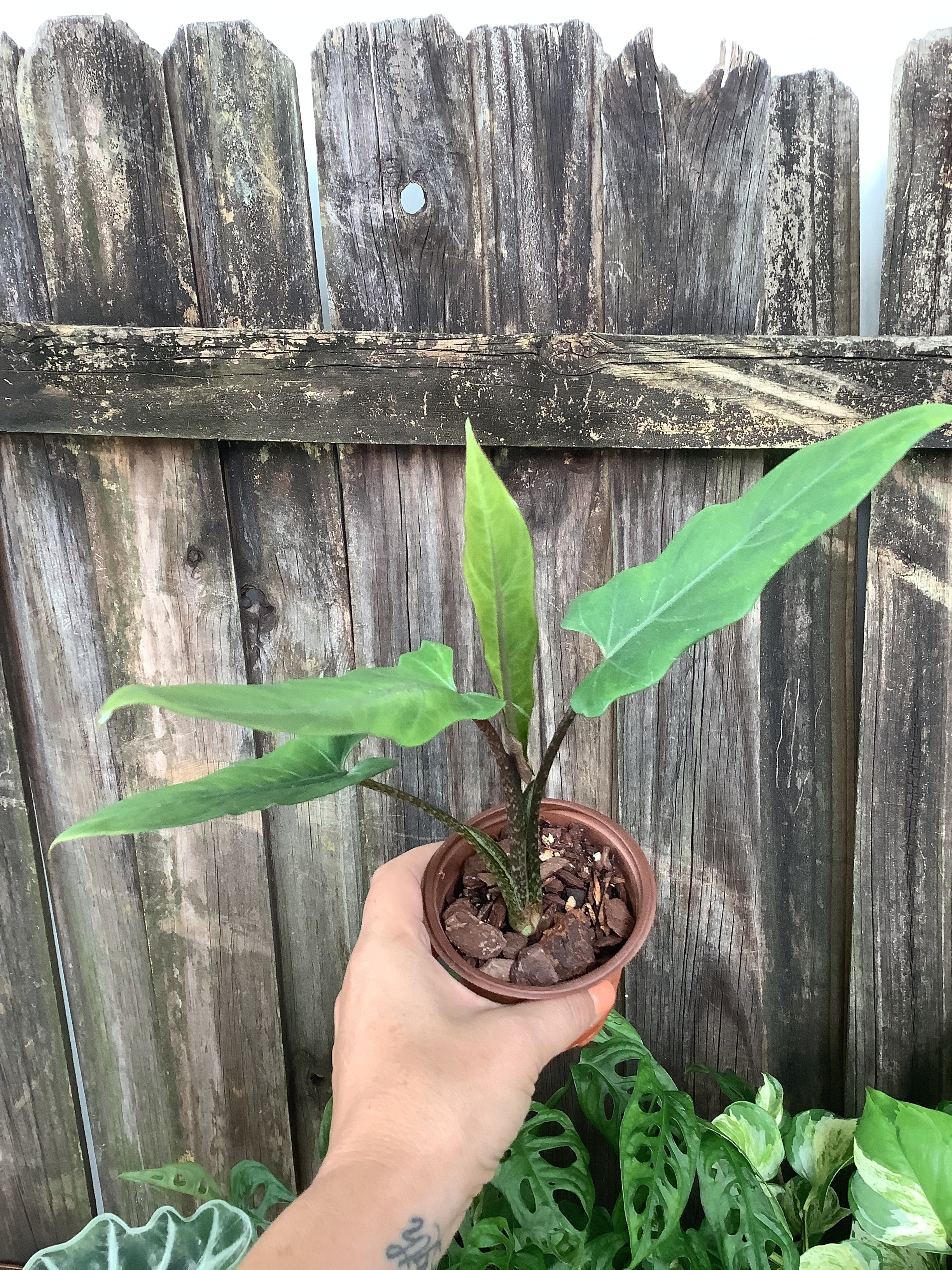 Alocasia 'Lauterbachiana' | 3" Pot