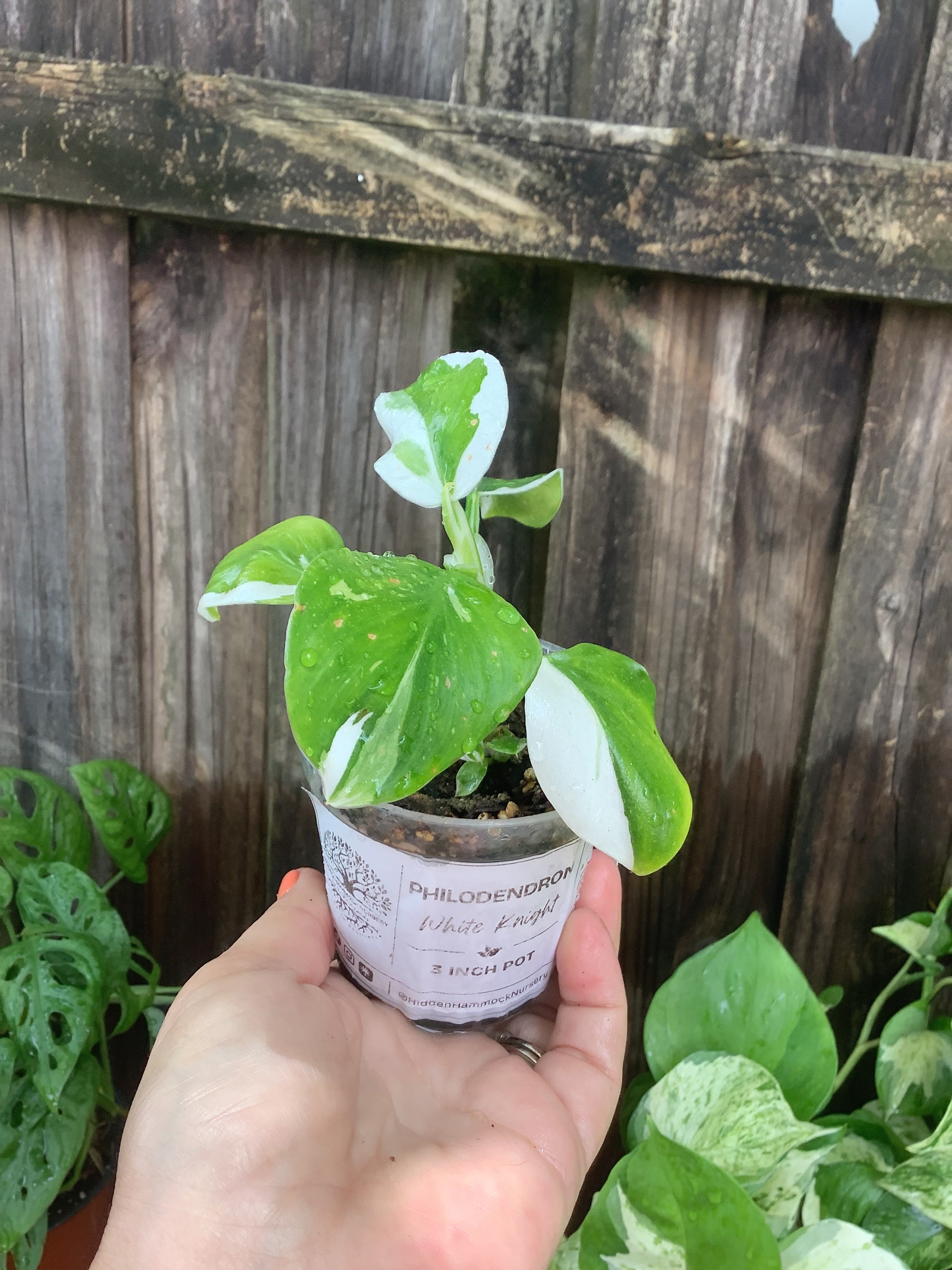Philodendron 'White Knight' | 3" Pot