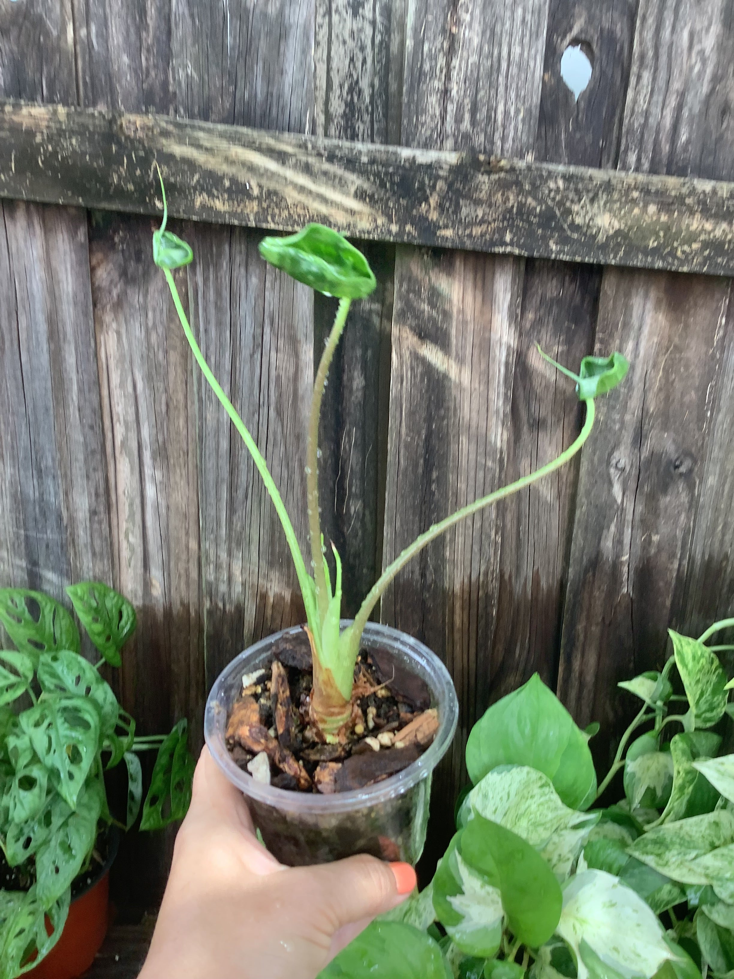 Alocasia 'Teletubby' | 4" Pot