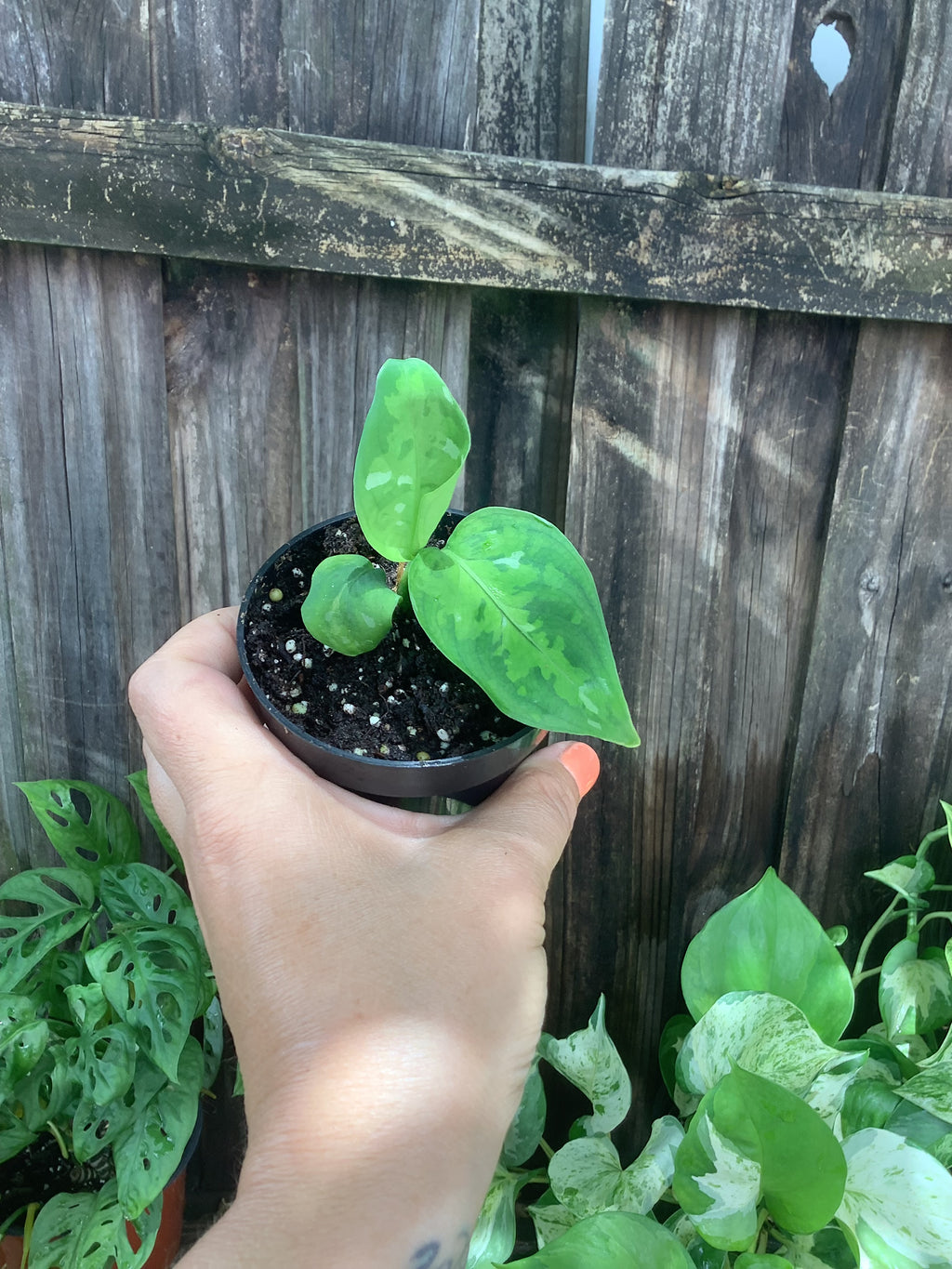 Aglaonema pictum 'Tricolor' | 3" Pot
