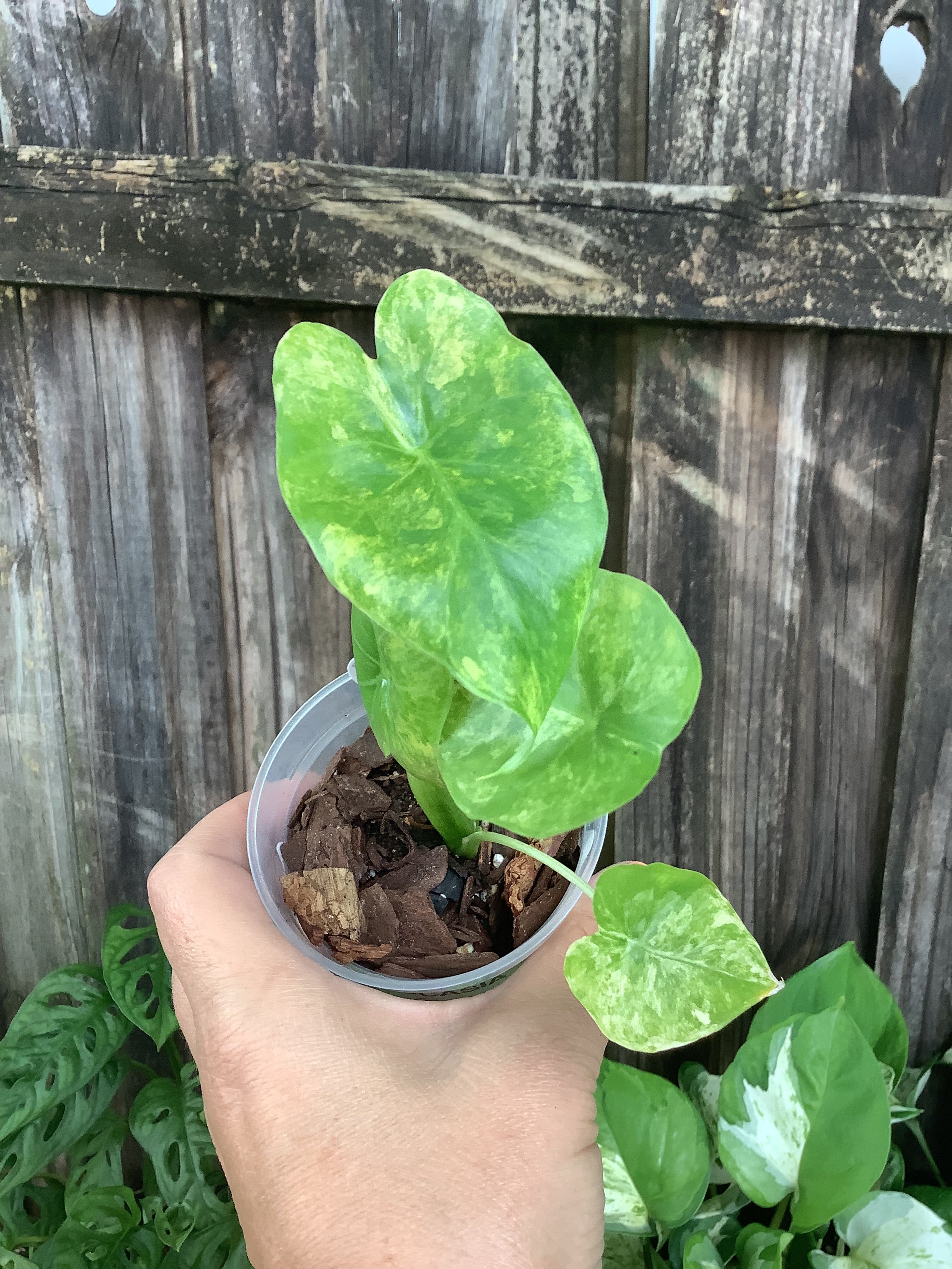 Alocasia 'Variegated Gageana' | 3" Pot
