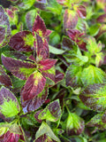 Coleus 'Lord Voldemort' | 1 Gallon