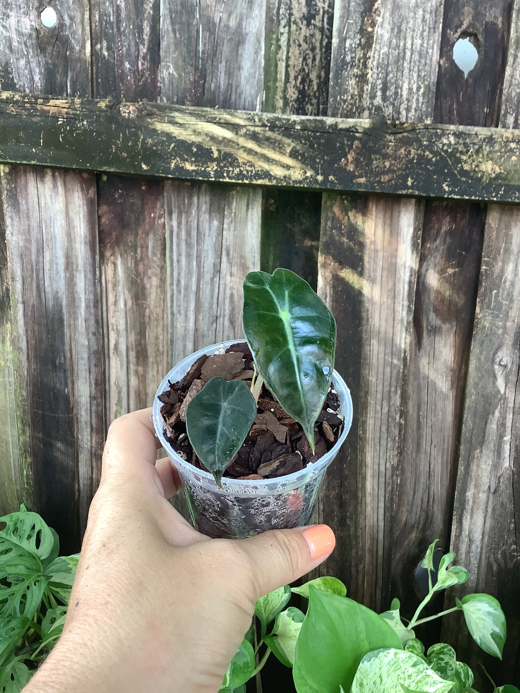 Alocasia ‘Polly’ | 3” Pot
