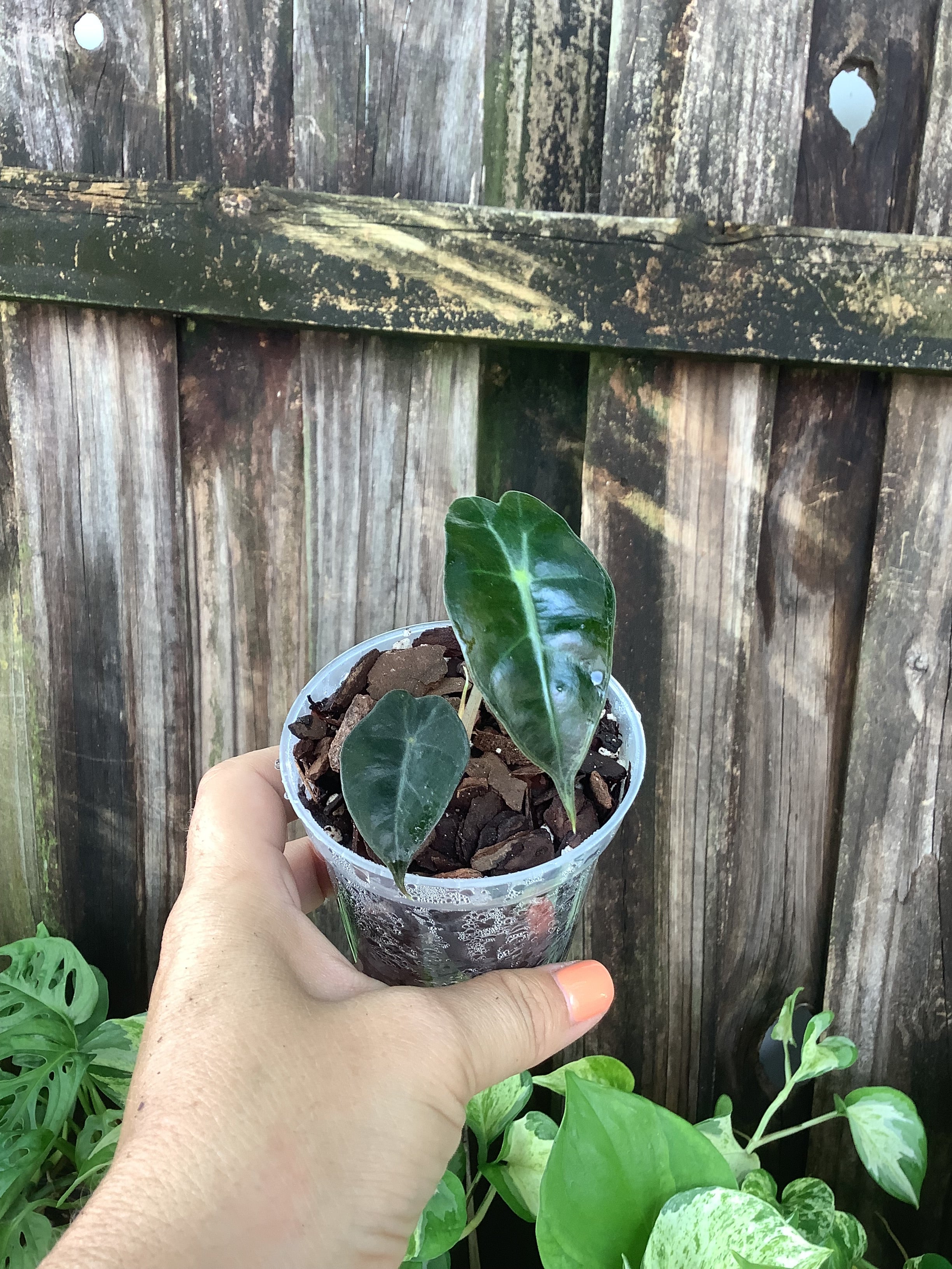 Alocasia ‘Polly’ | 3” Pot